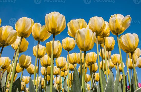 07-04-2023 Bezoek aan Hortus Bulborum in Limmen